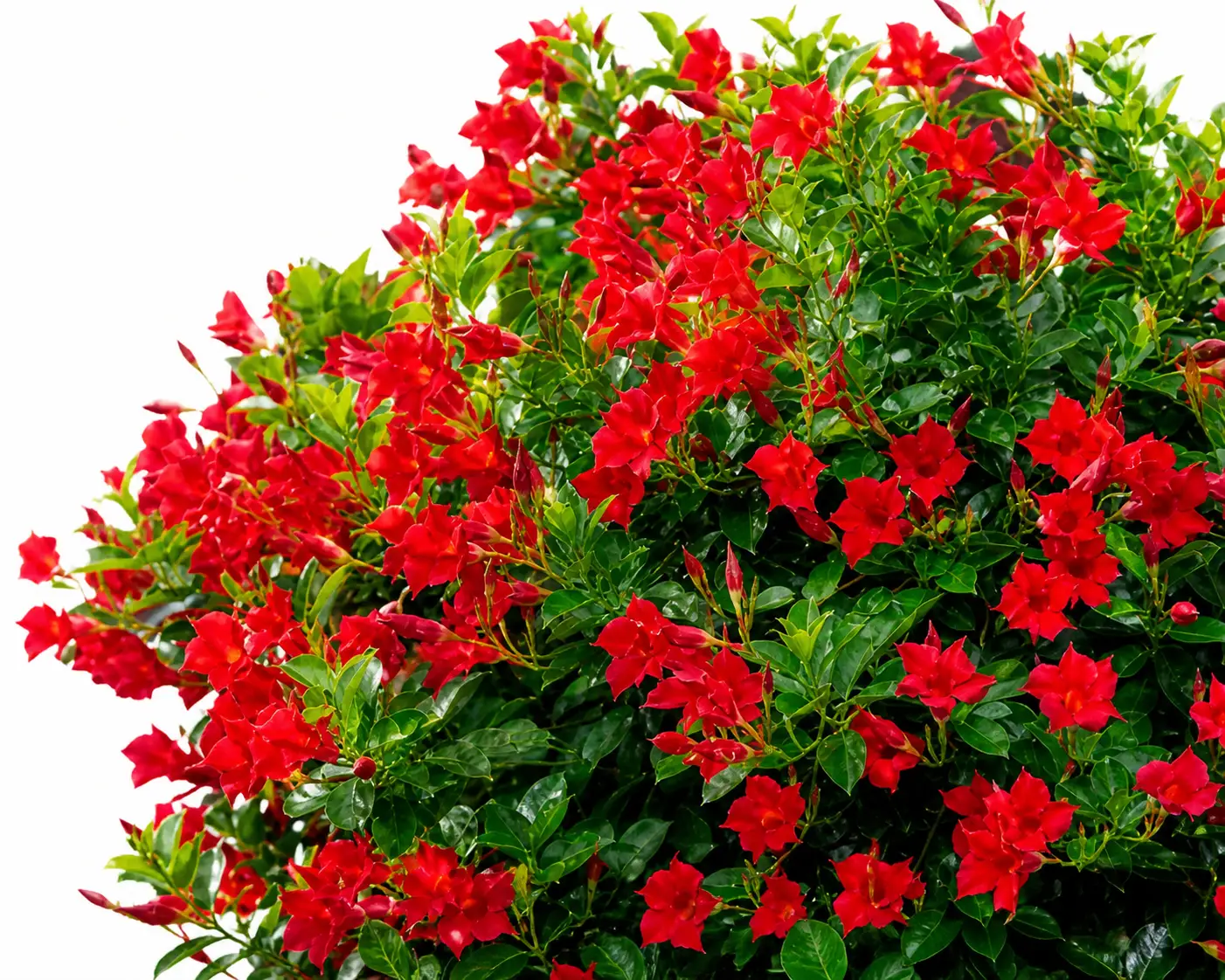 Dipladenia rosie la ghiveci 17 cm, planta decorativa 20-30 cm cu flori rosii pentru balcon si terasa
