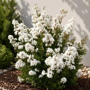 lagerstroemia acoma alba 30-50 cm liliac indian inflorit