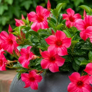 Dipladenia roz la ghiveci 17 cm, planta decorativa 20-30 cm pentru balcon si terasa