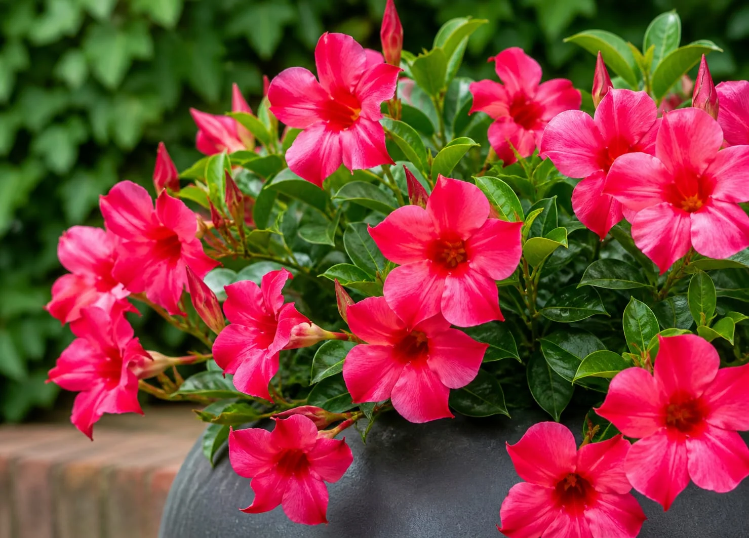 Dipladenia roz la ghiveci 17 cm, planta decorativa 20-30 cm pentru balcon si terasa