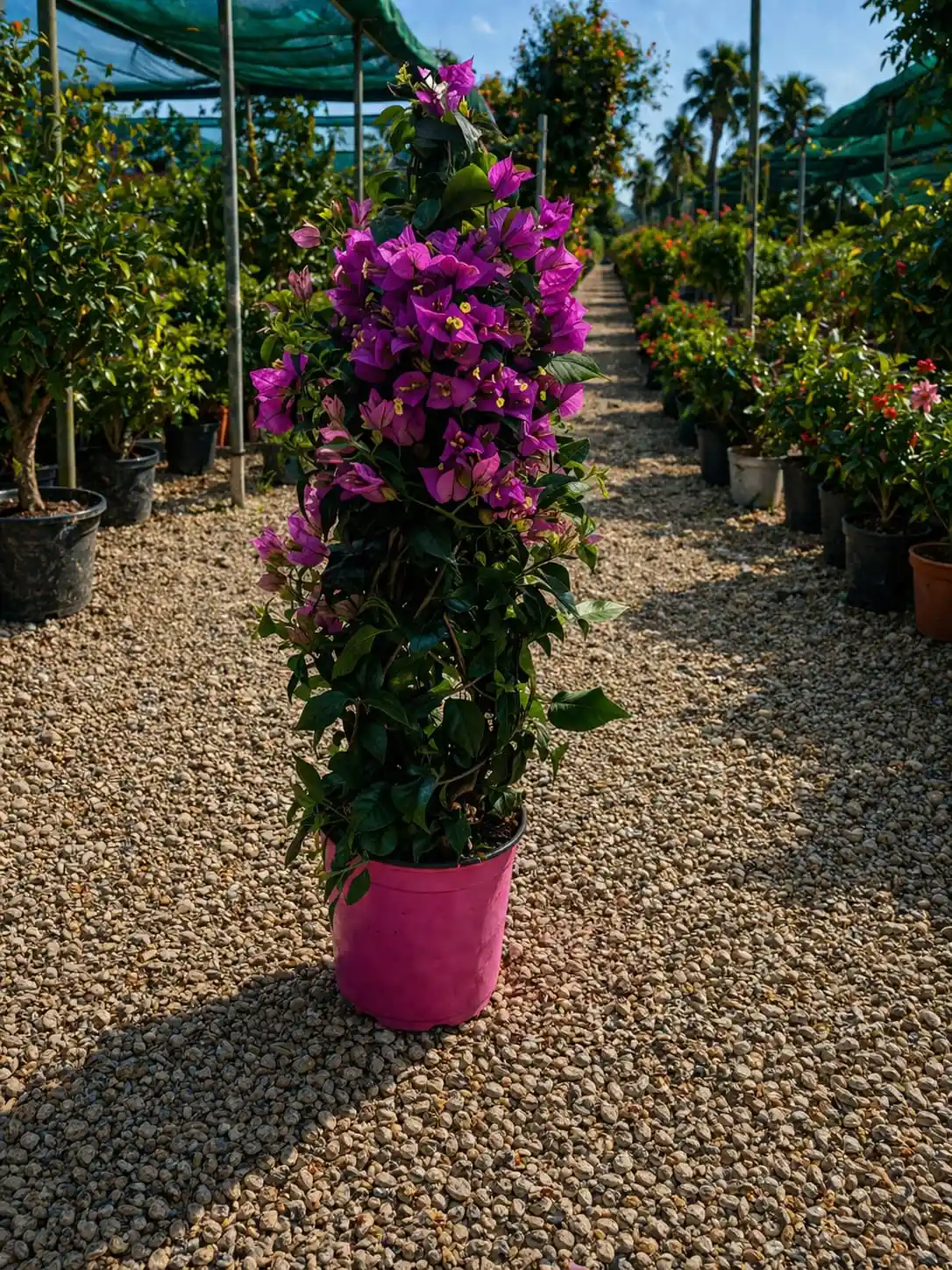 Bougainvillea Piramidal ( Floare de hartie ) 60-80 cm ( Ghiveci ) - imagine 2