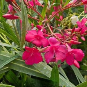 Leandru Magenta – Arbust Ornamental în Ghiveci 2 L