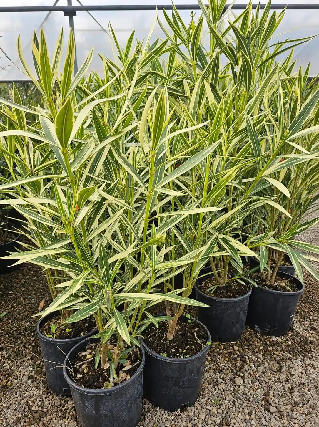 leandru rosu dublu 50-70 cm ghiveci 2l