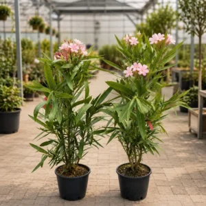 Leandru Roz 50-70 cm în Ghiveci 2L | Nerium Oleander