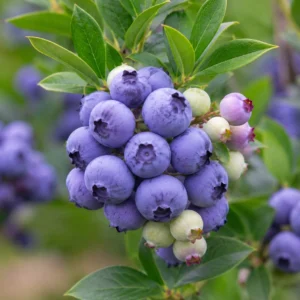 Afin Pitic Hortblue Petit