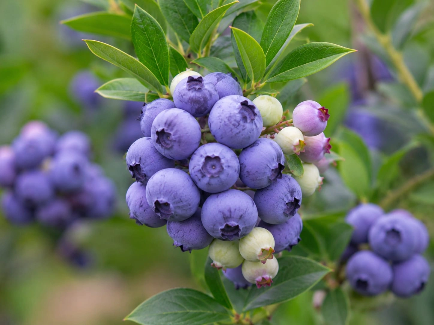 Afin Pitic Hortblue Petit