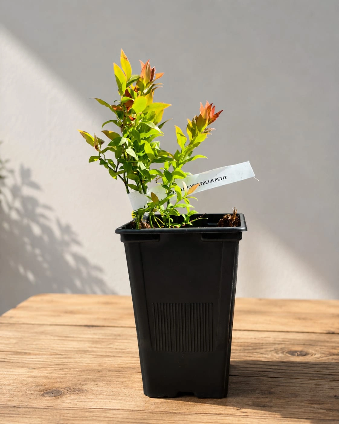 Afin Pitic Hortblue Petit