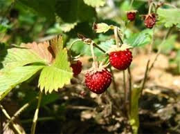 Fragi Remontanți 10-15 cm (Ghiveci)