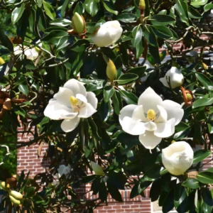 magnolia grandiflora ghiveci