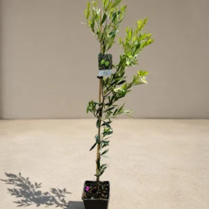 Măslin (Olea europaea) 130–150 cm – Ghiveci 3L