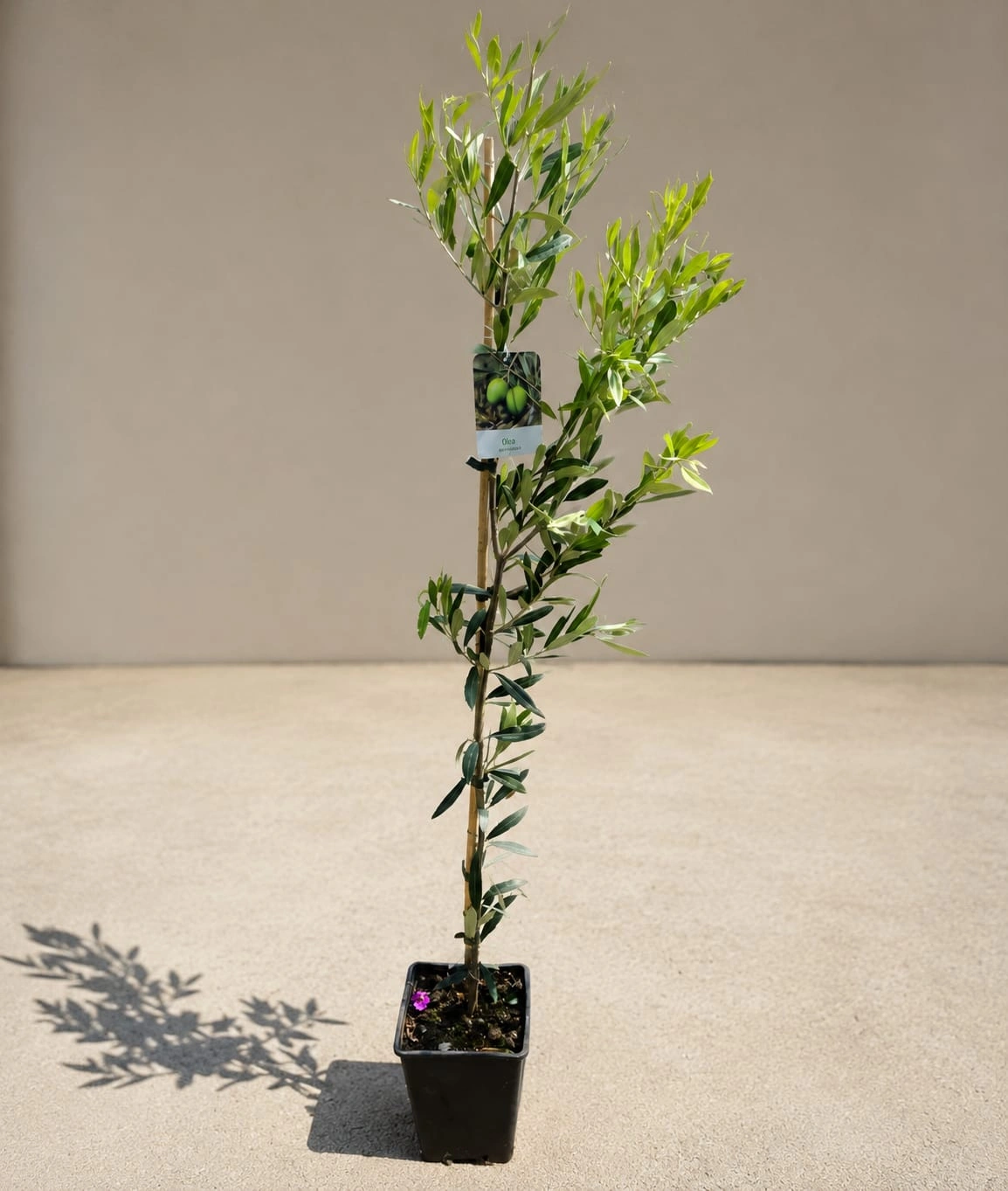 Măslin (Olea europaea) 130–150 cm – Ghiveci 3L