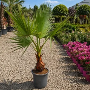 Palmier Washingtonia Robusta ( Ghiveci 10L - 70-90 cm )