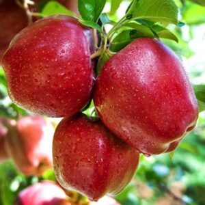 red delicious
